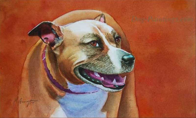 Portrait of American Straffordshire Terrier pit bull