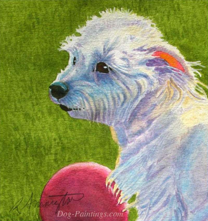 portrait of a westie terrier dog
