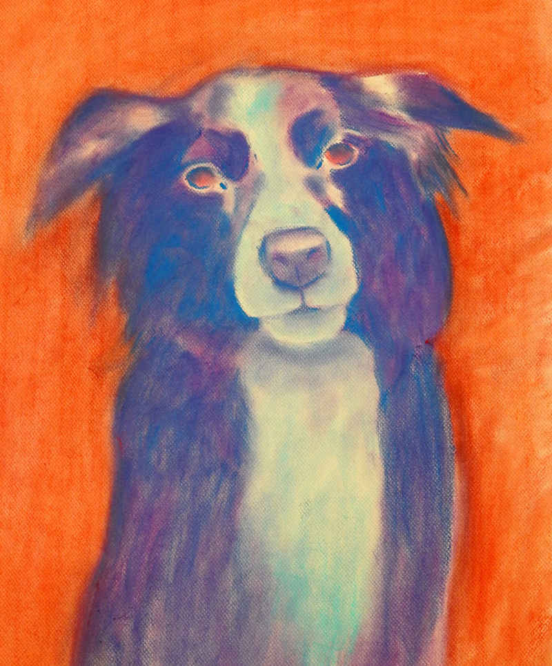 pastel picture of
border collie
