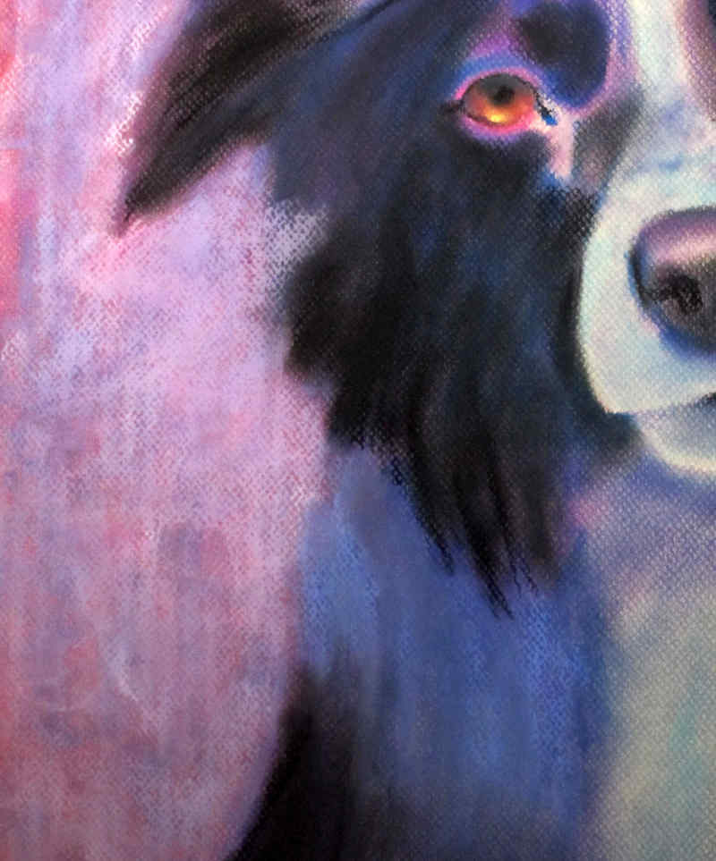 Artwork featuring Border
collie pastel painting