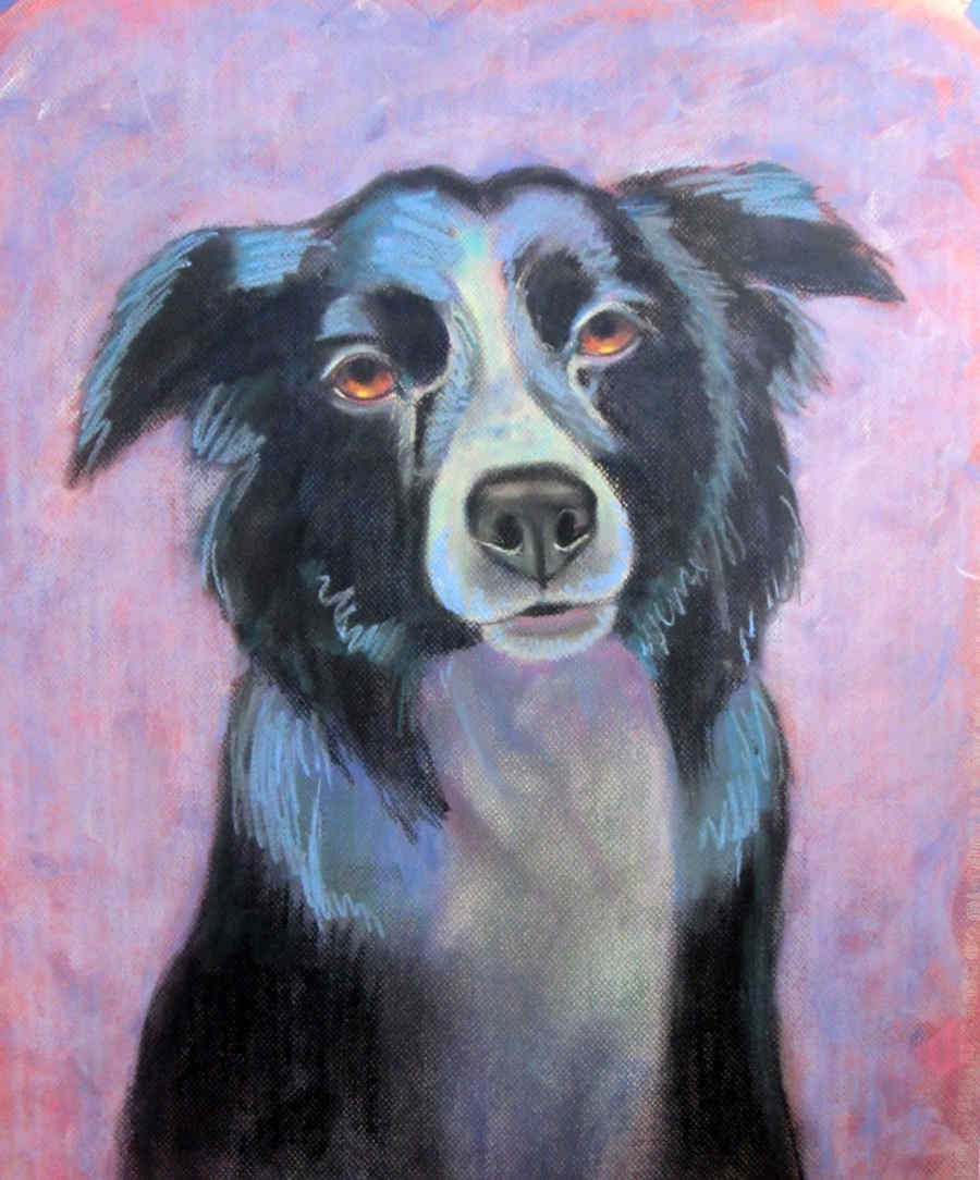 Pastel Painting of Border
Collie