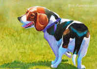 beagle portrait