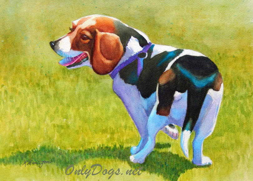 Beagle Portrait