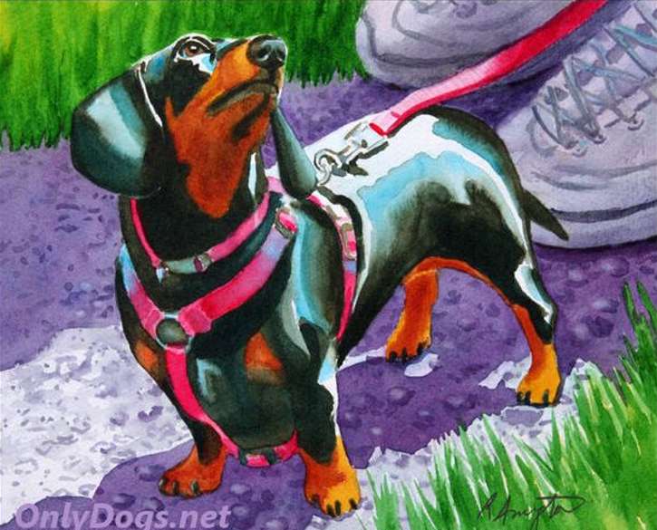 dachshund portrait