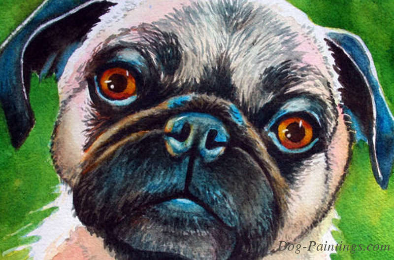 pug portrait